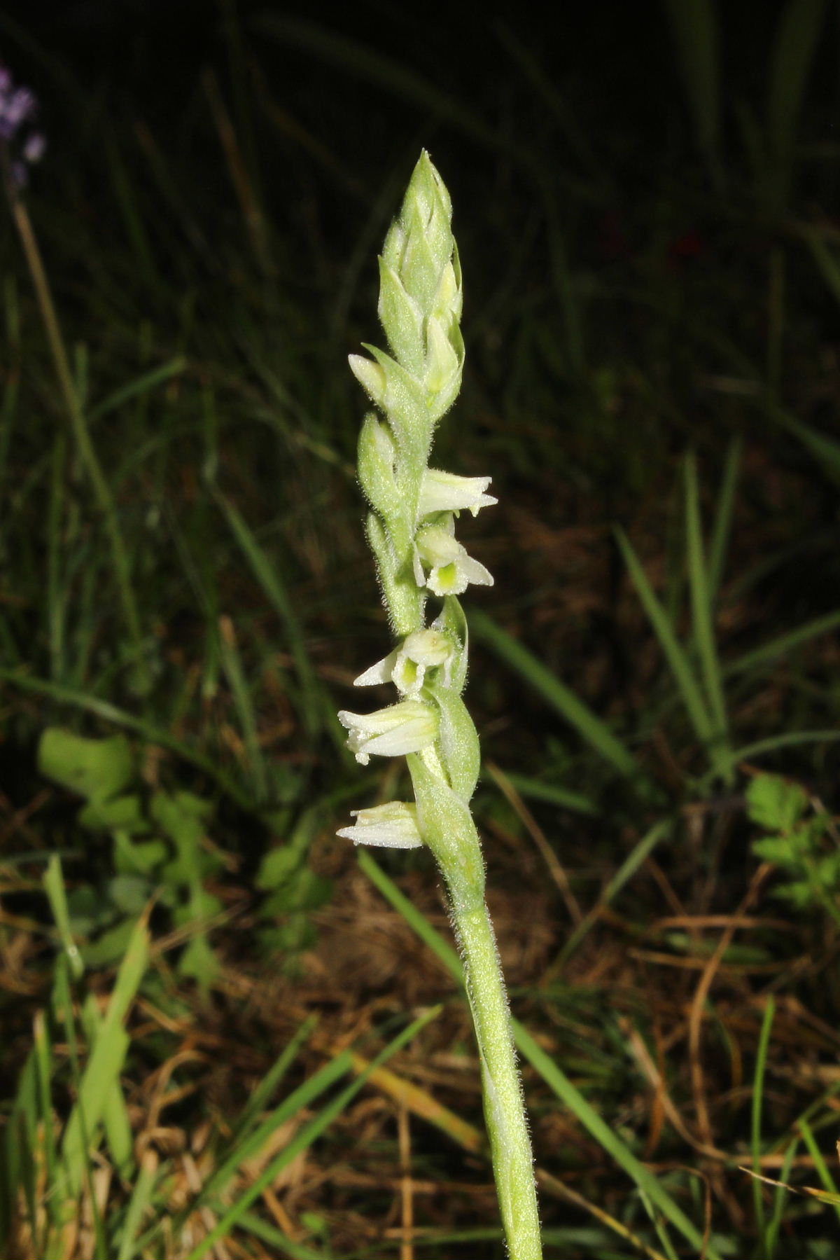 Spiranthes spiralis M.te Cornua (GE)